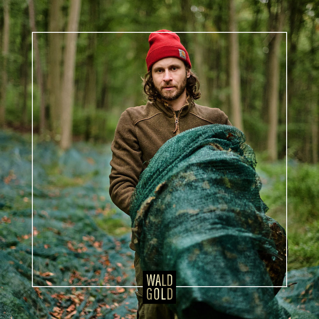 Bild von Wildsammlung der Buchecker